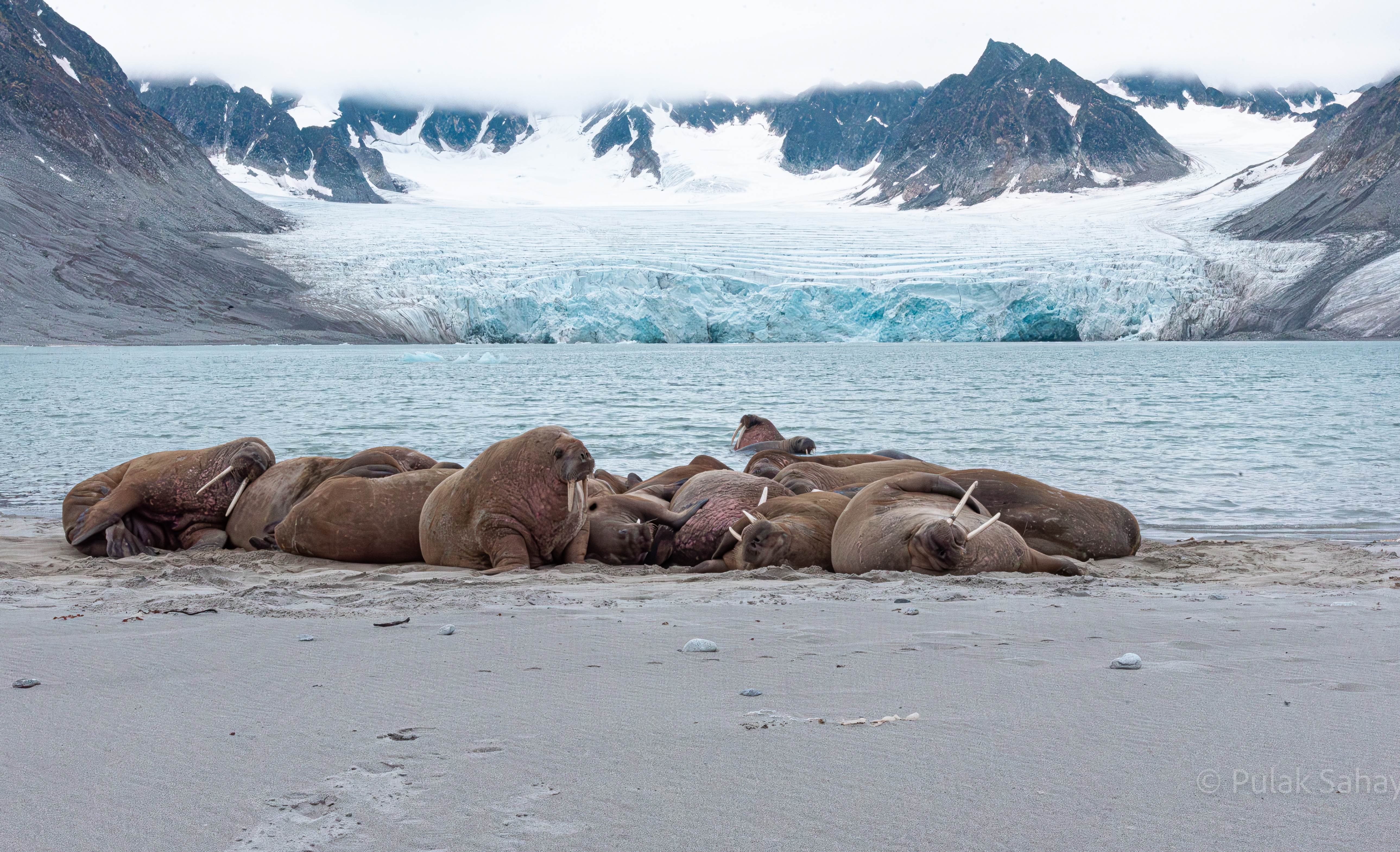 Huddle of Walrus